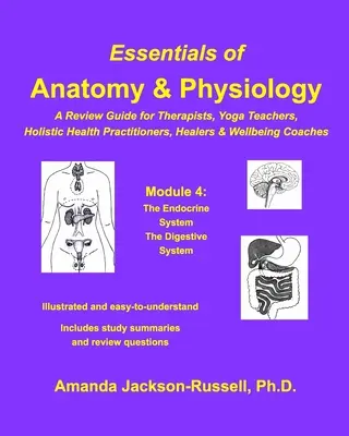 Esențial de anatomie și fiziologie - Un ghid de revizuire - Modul 4 - Essentials of Anatomy and Physiology - A Review Guide - Module 4