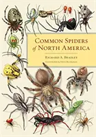 Păianjeni comuni din America de Nord - Common Spiders of North America
