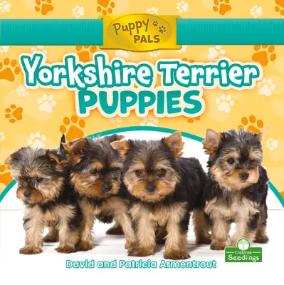 Cățeluși Yorkshire Terrier - Yorkshire Terrier Puppies