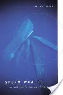 Sperma de balenă: Evoluția socială în ocean - Sperm Whales: Social Evolution in the Ocean
