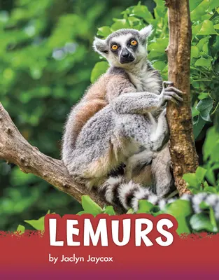 Lemuri - Lemurs