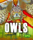 Bufnițe - Owls