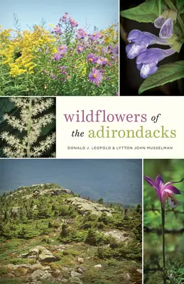 Flori sălbatice din Adirondacks - Wildflowers of the Adirondacks