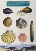 Ghid pentru scoicile marine comune din Marea Britanie și Irlanda - Guide to the Common Seashells of Britain and Ireland