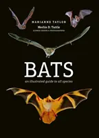 Lilieci - Un ghid ilustrat al tuturor speciilor - Bats - An illustrated guide to all species