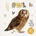 Bufniță - Owl