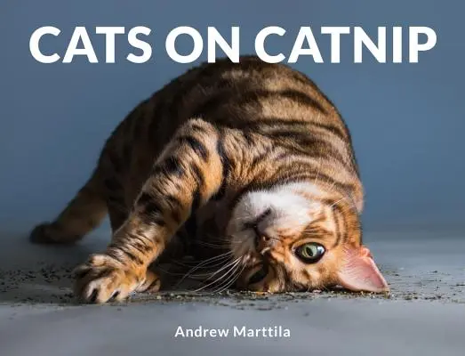 Pisici pe Catnip - Cats on Catnip