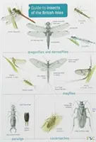 Ghidul Insectelor din Insulele Britanice (Guide to Insects of the British Isles) - Guide to Insects of the British Isles
