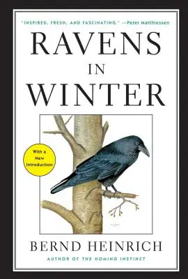 Corbii iarna - Ravens in Winter