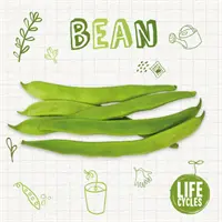Fasole - Bean