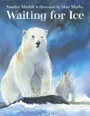 În așteptarea gheții - Waiting for Ice