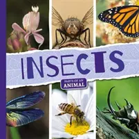 Insecte - Insects