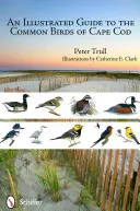 Un ghid ilustrat al păsărilor comune din Cape Cod - An Illustrated Guide to the Common Birds of Cape Cod
