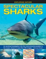 Rechini spectaculoși: O investigație incitantă asupra celui mai puternic prădător din ocean, prezentată în peste 200 de imagini - Spectacular Sharks: An Exciting Investigation Into the Most Powerful Predator in the Ocean, Shown in More Than 200 Images