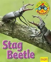Observatorii vieții sălbatice: Cărăbușul cerb - Wildlife Watchers: Stag Beetle