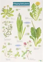 Plante de teren - Playing Field Plants
