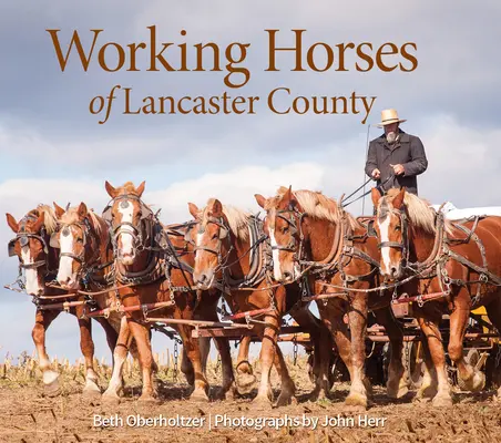 Cai de muncă din comitatul Lancaster - Working Horses of Lancaster County