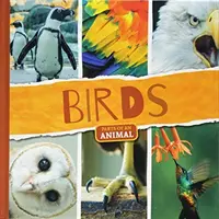 Păsări - Birds