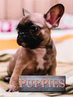 Căței - Puppies