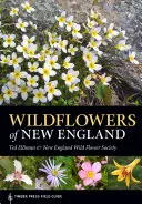 Flori sălbatice din Noua Anglie - Wildflowers of New England