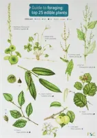 Guide to Foraging: Top 25 Plante comestibile - Guide to Foraging: Top 25 Edible Plants