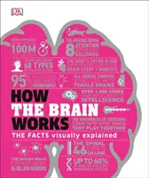 Cum funcționează creierul - Explicarea vizuală a faptelor - How the Brain Works - The Facts Visually Explained