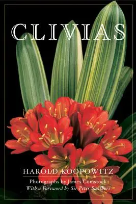 Clivii - Clivias
