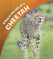 O zi din viața unui ghepard - Day in the Life of a Cheetah