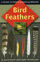 Pene de pasăre: Un ghid al speciilor din America de Nord - Bird Feathers: A Guide to North American Species