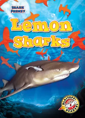 Rechinii lămâie - Lemon Sharks