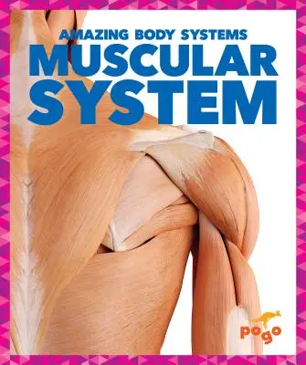 Sistemul muscular - Muscular System