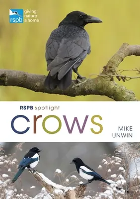 Rspb Spotlight: Corbii - Rspb Spotlight Crows