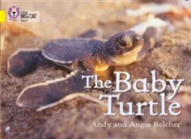 Puiul de țestoasă - The Baby Turtle