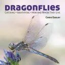 Libelule: Prinderea - Identificarea - Cum și unde trăiesc - Dragonflies: Catching - Identifying - How and Where They Live