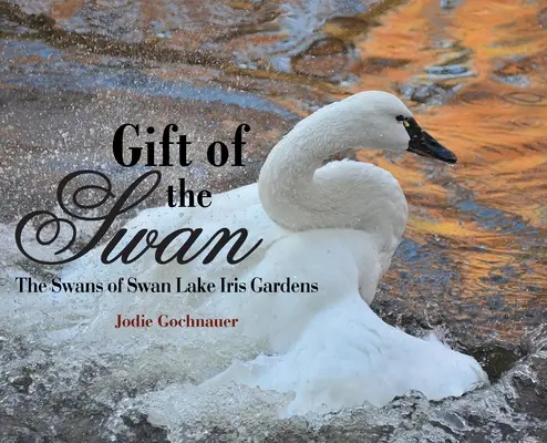 Darul lebedei: Lebedele din Lacul lebedelor Iris Gardens - Gift of the Swan: The Swans of Swan Lake Iris Gardens