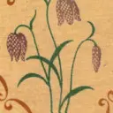 Șapca de noapte a grădinarului - Gardener's Nightcap