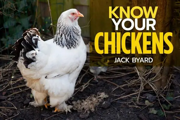 Cunoaște-ți găinile - Know Your Chickens