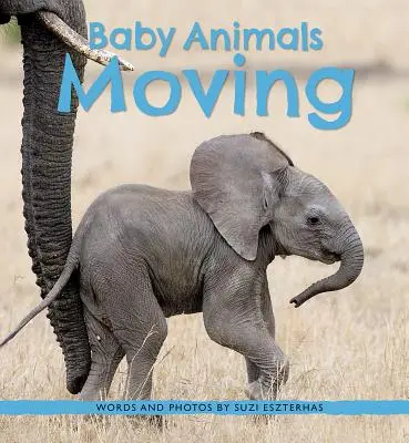 Pui de animale în mișcare - Baby Animals Moving