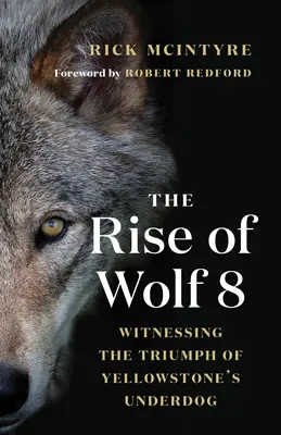 Ascensiunea lupului 8: Martor la triumful câinelui necunoscut din Yellowstone - The Rise of Wolf 8: Witnessing the Triumph of Yellowstone's Underdog