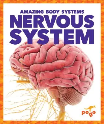 Sistemul nervos - Nervous System