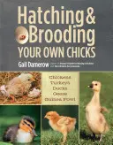 Hatching & Brooding Your Own Chicks: Pui, curcani, rațe, gâște, păsări de Guineea - Hatching & Brooding Your Own Chicks: Chickens, Turkeys, Ducks, Geese, Guinea Fowl