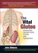 Vital Glutes - Conectarea ciclului de mers la durere și disfuncție - Vital Glutes - Connecting the Gait Cycle to Pain and Dysfunction