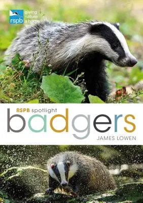 Rspb Spotlight: Bursuci - Rspb Spotlight: Badgers