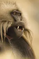 Wildlife Photographer of the Year: Portofoliu 25 - Wildlife Photographer of the Year: Portfolio 25