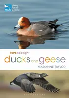 Rspb Spotlight Rațe și gâște - Rspb Spotlight Ducks and Geese