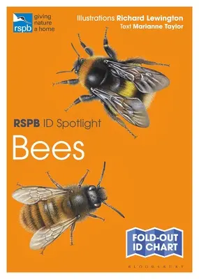 Rspb Id Spotlight - Albine - Rspb Id Spotlight - Bees