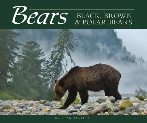 Urși: Urși negri, bruni și polari - Bears: Black, Brown & Polar Bears