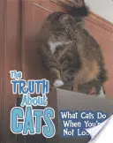Adevărul despre pisici - Ce fac pisicile când nu ești atent - Truth about Cats - What Cats Do When You're Not Looking