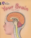 Creierul tău - Your Brain