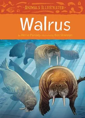 Animale ilustrate: Morsa - Animals Illustrated: Walrus